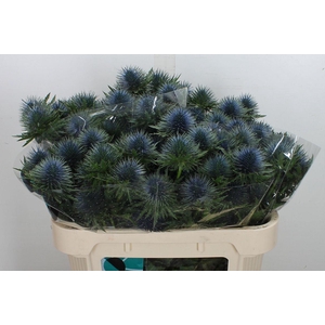 Eryn Magnetar Qstar 70cm