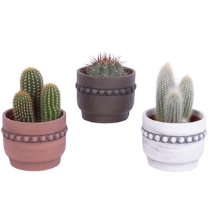 Cactus mix Ø10,5 cm in Ceramic Pot Beads Rim Ø13cm