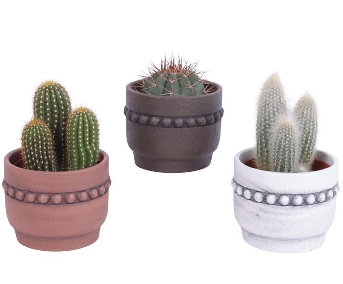 <h4>Cactus mix Ø10,5 cm in Ceramic Pot Beads Rim Ø13cm</h4>