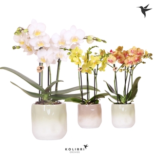 Kolibri Orchids Phalaenopsis mix 3 spike in Gradience pot sand