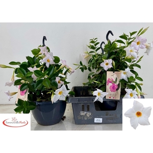 MANDE SUN WHITE