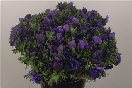 <h4>Anemone Fr. Blue</h4>