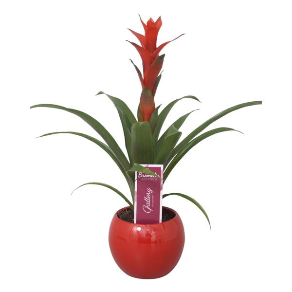 <h4>Guzmania 'Ostara' in rode bolpot</h4>