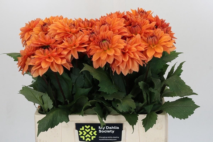 DAHLIA SUMMERFLAME