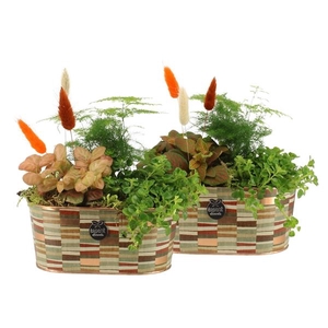 41577: Treasure time arrangement