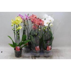 Phalaenopsis Elegant Cascade