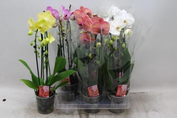<h4>Phalaenopsis Elegant Cascade</h4>