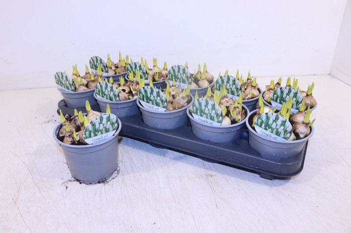 <h4>MUSCAR WHITE MAGIC</h4>