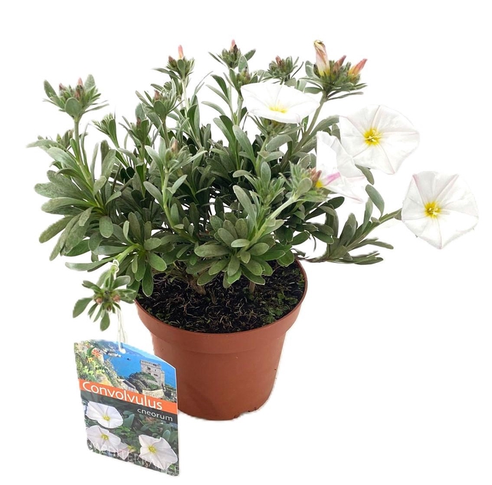<h4>Convolvulus cneorum</h4>