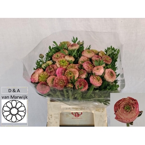 RAN AAZUR ANTIQ ROSE