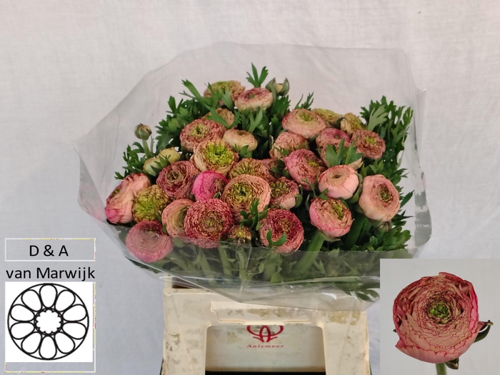 <h4>RAN AAZUR ANTIQ ROSE</h4>