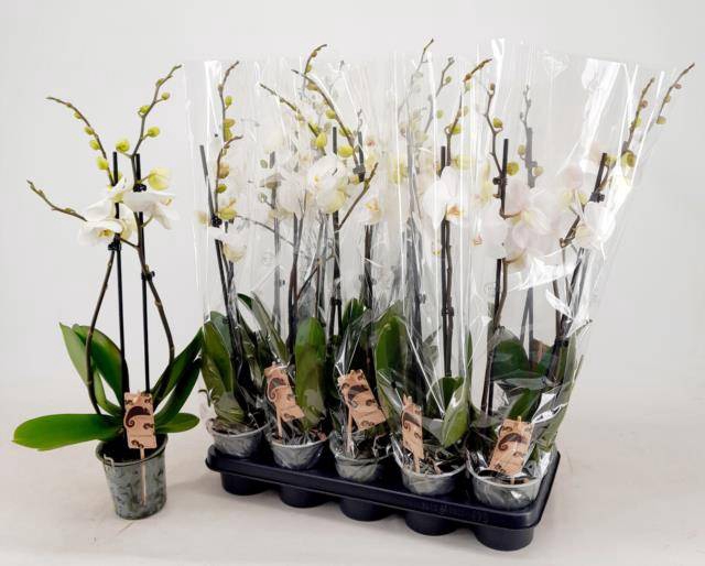 <h4>PHAL OV WIT</h4>