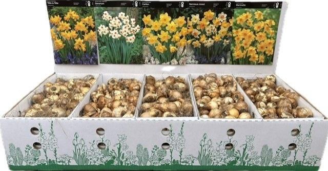 <h4>BLOEMBOL NARCIS</h4>