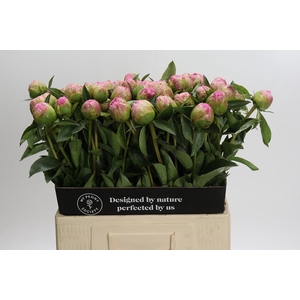 Paeonia Jacorma