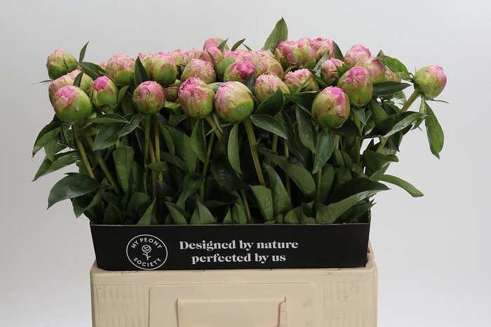 <h4>Paeonia Jacorma</h4>