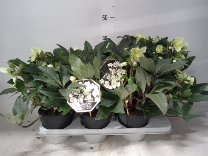 <h4>Helleborus x erics. 'Marlon'</h4>