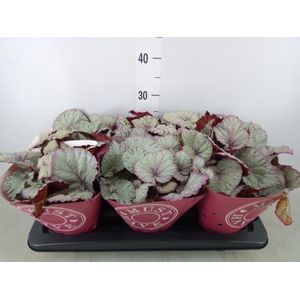 Begonia BD 'Hawaiian Silver'