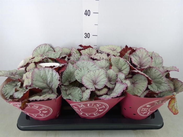 <h4>Begonia BD 'Hawaiian Silver'</h4>