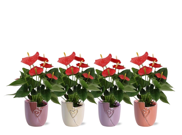 <h4>Anthurium Esudo in Joa ceramics</h4>