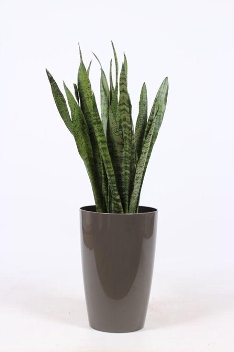 <h4>Sansevieria zeylanica in Santorini "taupe"</h4>