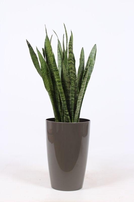 <h4>Sansevieria zeylanica in Santorini "taupe"</h4>