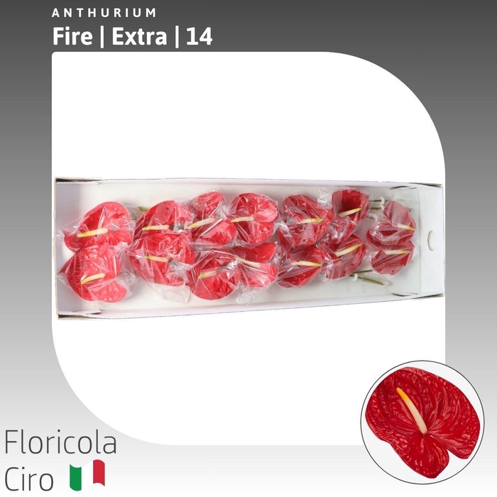 <h4>Anthurium Fire</h4>