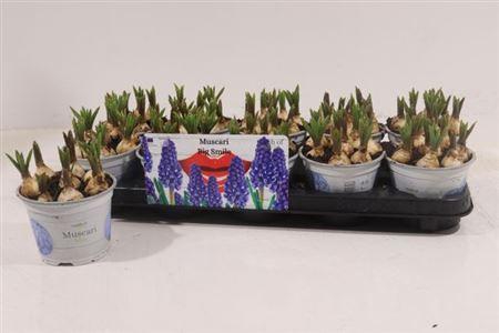 <h4>Muscar Big Smile</h4>