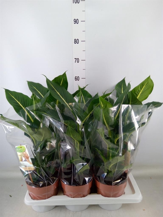 <h4>Dieffenbachia  'Green Magic'</h4>