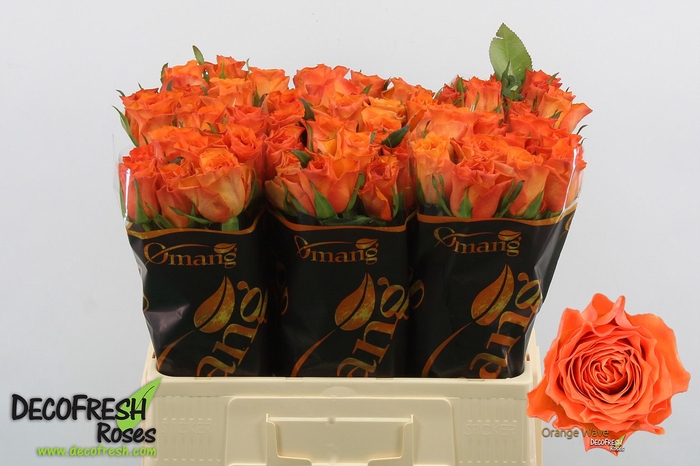 <h4>R Gr Orange Wave</h4>