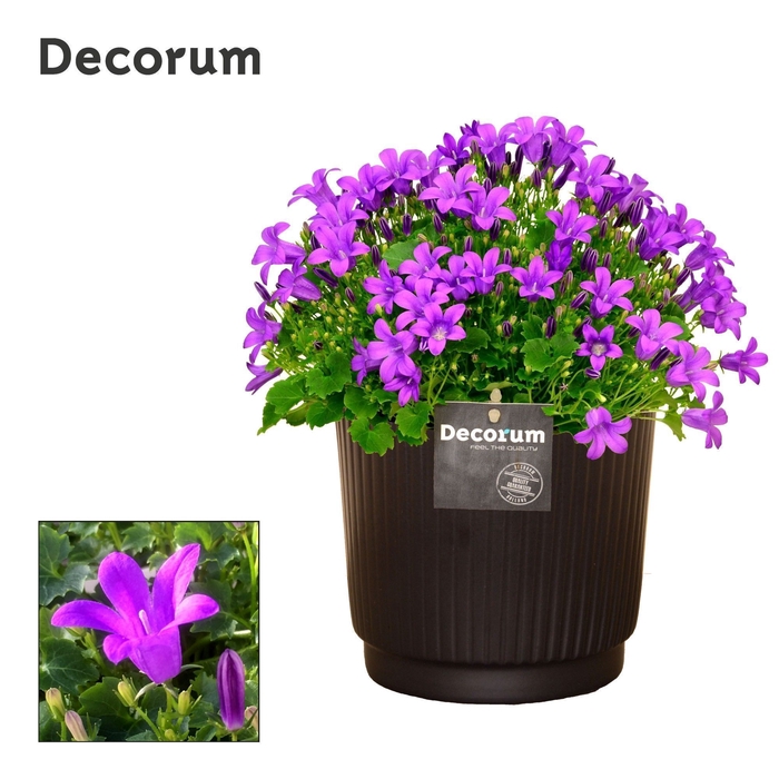 <h4>Campanula Porto LL Liv Decorum</h4>