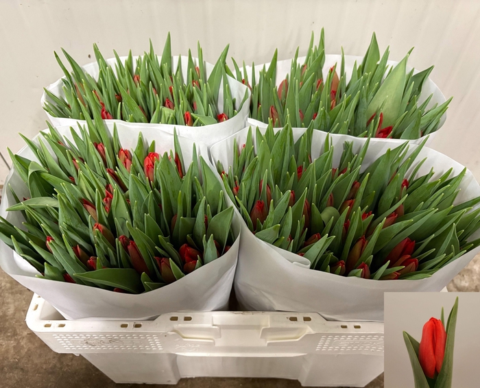 <h4>TU EN TOPROY</h4>