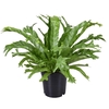 Asplenium nidus Crissie