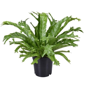 Asplenium nidus Crissie