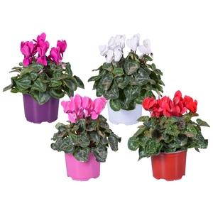 Cyclamen met glitters in Ton sur Ton kweekpot (Kerst)