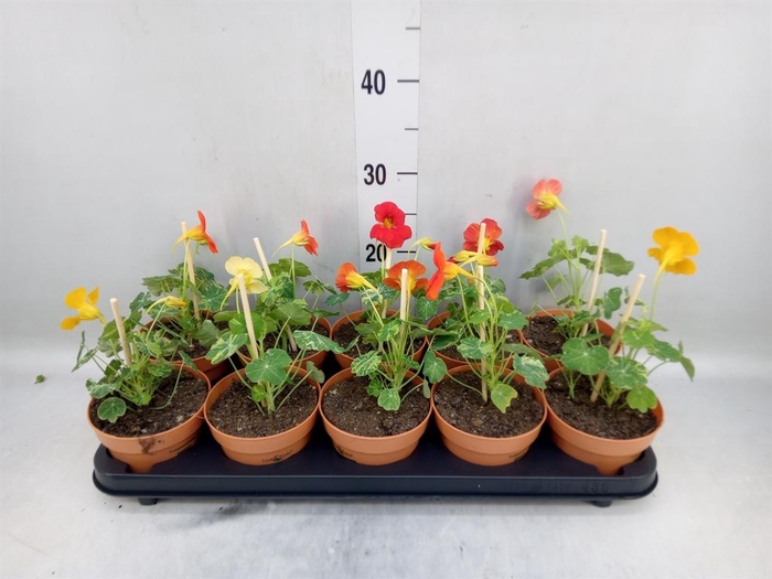 <h4>Tropaeolum majus</h4>