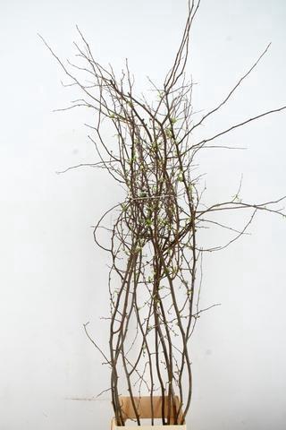 <h4>CHAENOMELES SUPERBA WHITE EXTRA 160CM</h4>