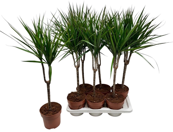 <h4>DRA MARGINATA</h4>