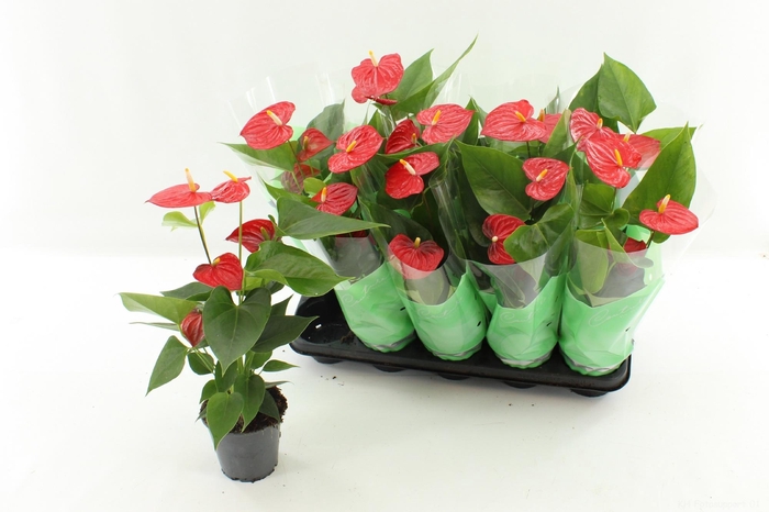 <h4>ANTHU AN ESUDO</h4>