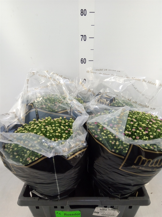 <h4>Chrysanthemum   ..</h4>