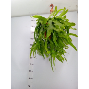 Epiphyllum   ...