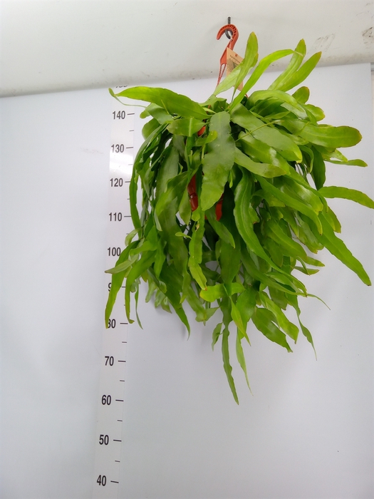 <h4>Epiphyllum   ...</h4>
