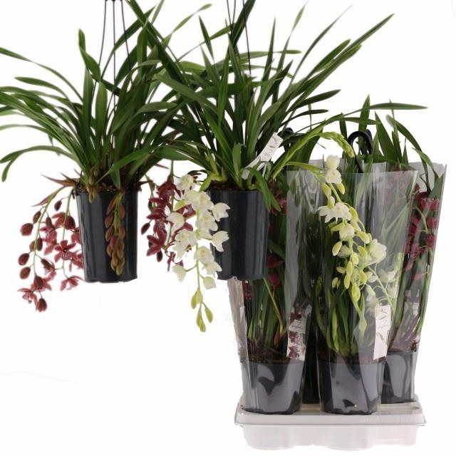 <h4>CYMB OVERIG</h4>