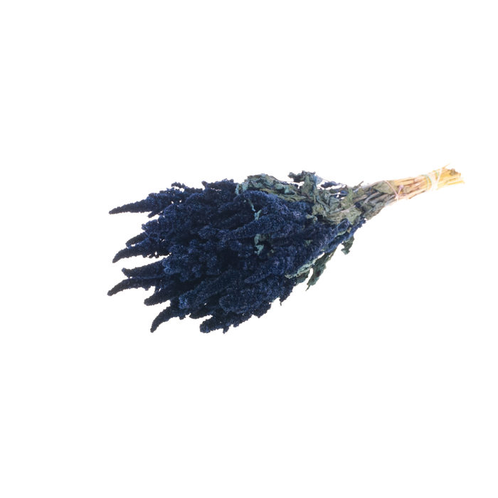 <h4>Amaranthus Dark Blue</h4>
