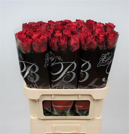 <h4>R Gr Madam Red</h4>