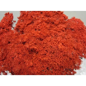 Ammi Vis Green Mist Rood