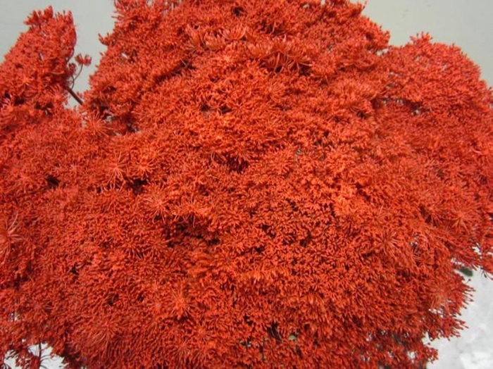 <h4>Ammi Vis Green Mist Rood</h4>