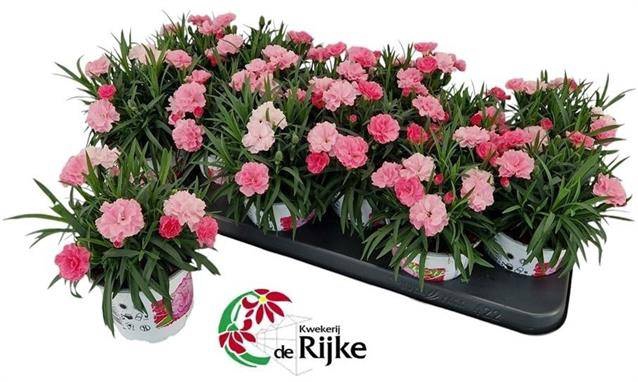<h4>DIANTHUS I LOVE U</h4>