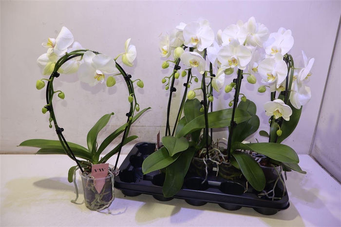 <h4>Phal An Glasgow Mirror</h4>