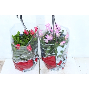 FLOR DE MAIO C21