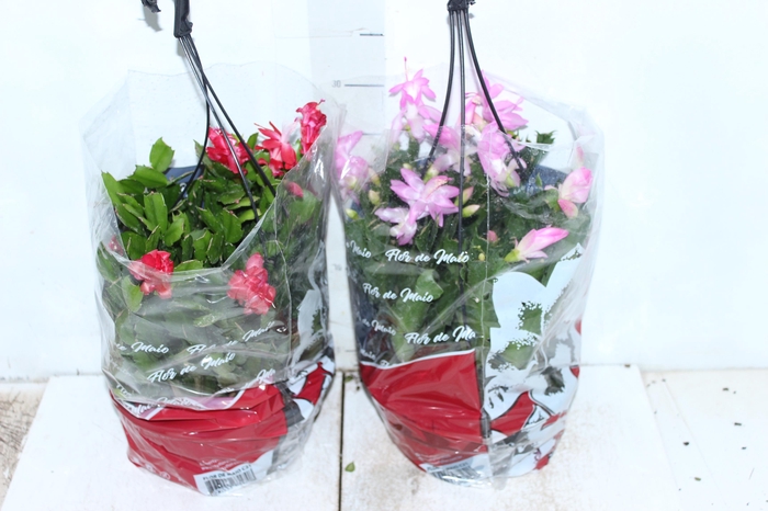 <h4>FLOR DE MAIO C21</h4>